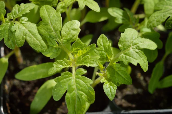 Tomat plantor. Ovanifrån. — Stockfoto