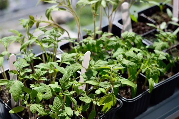 Tomato seedlings. — Stock Photo, Image