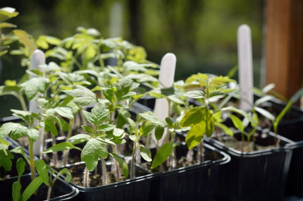 Tomatensetzlinge. — Stockfoto