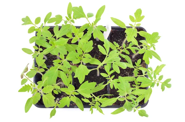 Tomato seedlings isolated. Top view. — Stock Photo, Image