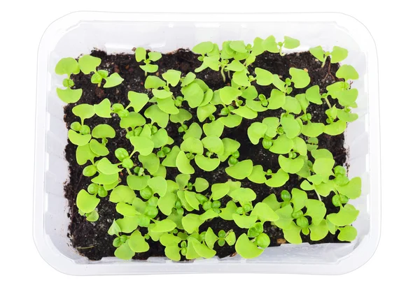 Basil seedlings isolated. Top view. — Stock Photo, Image