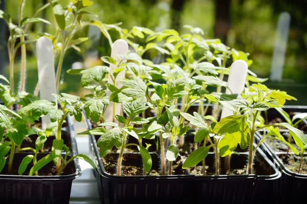 Tomatensetzlinge. — Stockfoto