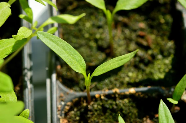 Paprika-Sämling, junge Pflanze im Plastiktopf. — Stockfoto