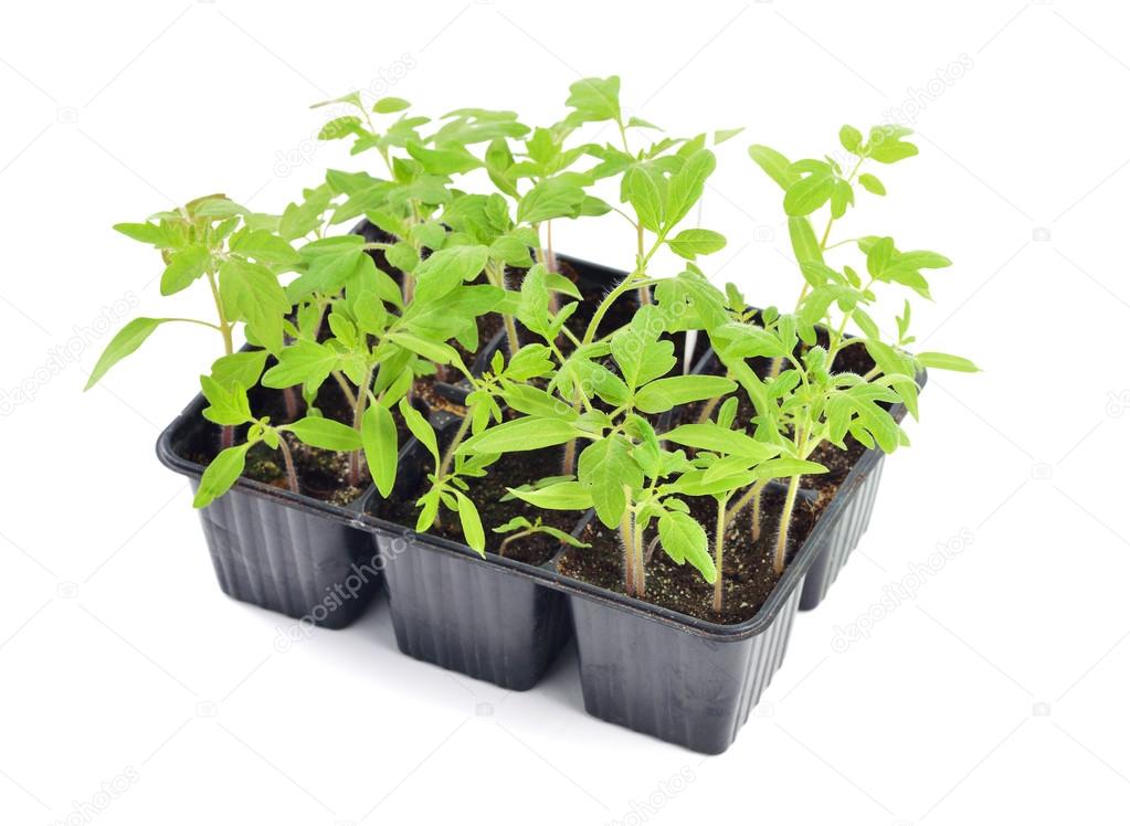Tomato seedlings isolated