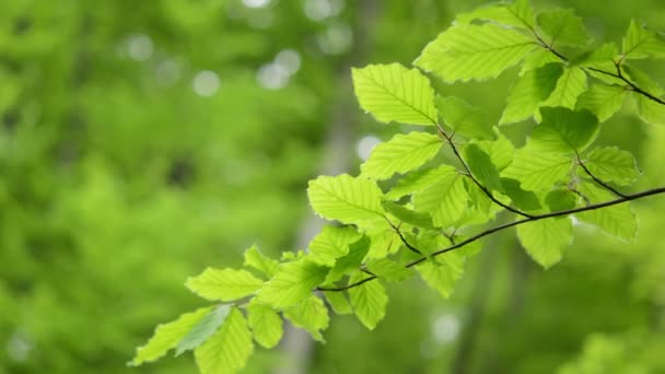 Branch green leaves Beech moving wind — Stock Video