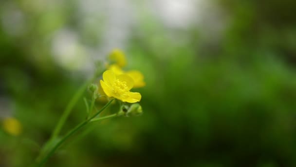 Flor silvestre amarilla, fondo borroso — Vídeos de Stock