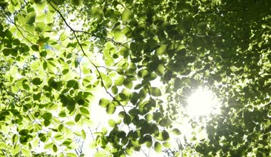 Güneş ağaçların dalları ile parlıyor.