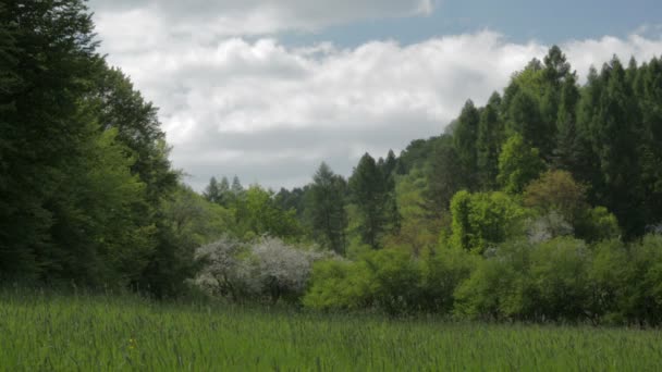 Paysage prairie et forêt au printemps .