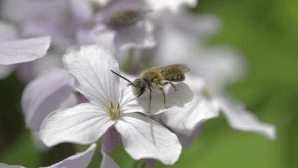 Маленькая пчела на многолетнюю честность полевых цветов, весна . — стоковое видео