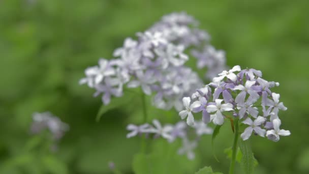 Perenn ärlighet våren wildflower, natur scen. — Stockvideo