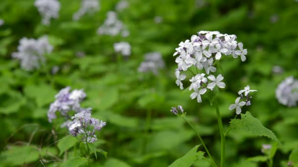 Närbild på blommande perenn ärlighet (Lunaria rediviva) wildflower, våren, fuktig skog. Natur scen. Kamera låst. 1080p full Hd video antal fot. — Stockvideo