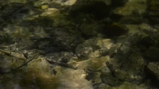 Ruisseau peu profond. Débit d'eau le jour ensoleillé .