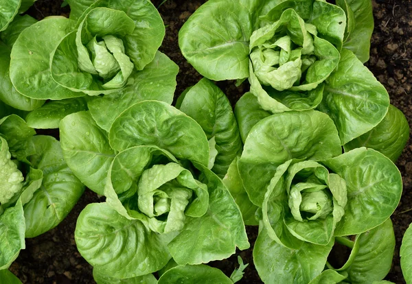 Little Gem Romaine Lettuce. — Stock Photo, Image