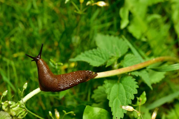 Spaanse wegslak invasie in tuin. — Stockfoto