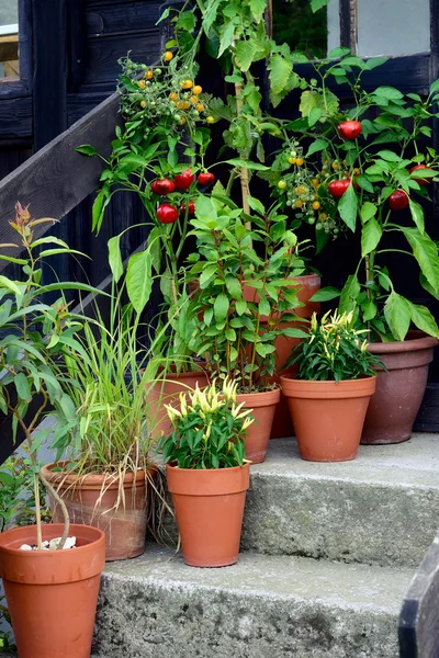 Containergarten Gemüsepflanzen im Topf. — Stockfoto