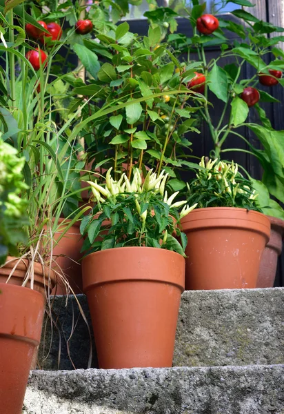 Container garden vegetables plants in pot. — Stock Photo, Image