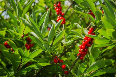 Süslü bir çalılıkta olgun kırmızı çilekler (Daphne mezereum). Doğal ışıkta parlak zehirli meyveler