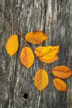 Sonbahar arkaplanı. Eski ahşap bir masanın üzerinde sarı yapraklı bir dal. Üst görünüm.