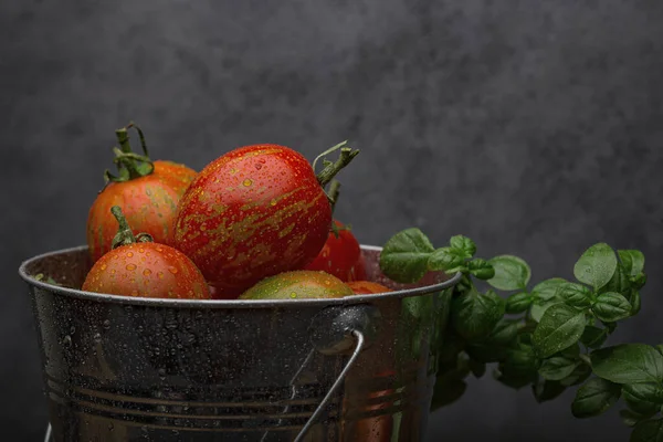 Frische Reife Tomaten Und Basilikumkraut Einem Nach Regen Feuchten Metalleimer — Stockfoto