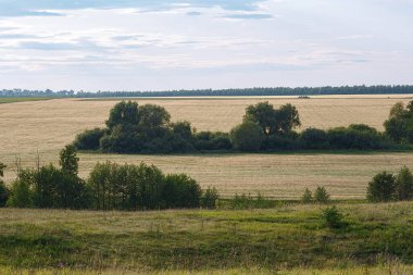 Bulutlu bir gökyüzünün arka planında biçilmiş buğdaylı bir tarla. Yaz manzarası.