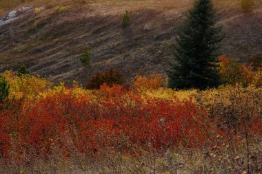 Sonbahar manzarası güneş ışığında parlayan güzel renkli ağaçlar. Harika bir arka plan. Güzel renkler ve huzurlu bir atmosfer. Muhteşem manzara