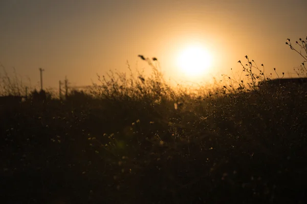 Herbe avec fond de coucher de soleil — Photo