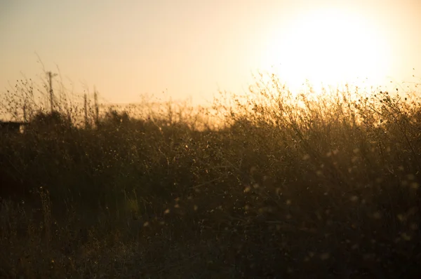 Gras mit Sonnenuntergang Hintergrund — Stockfoto