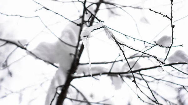 Der Ast ist mit Schnee bedeckt. Eine dünne Eisschicht. Weiche Ausleuchtung — Stockfoto