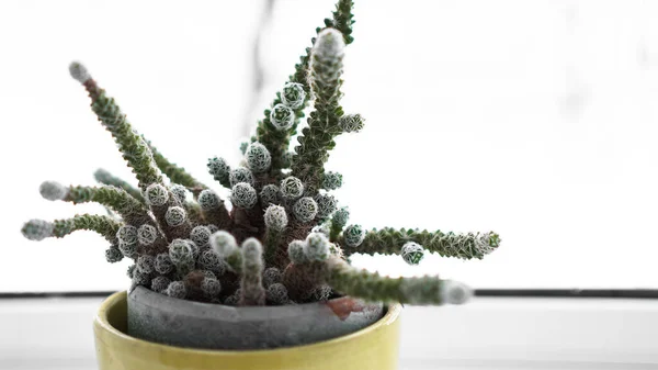 Green cactus in pot on the windowsill, home plant. Winter outside the window — Stock Photo, Image