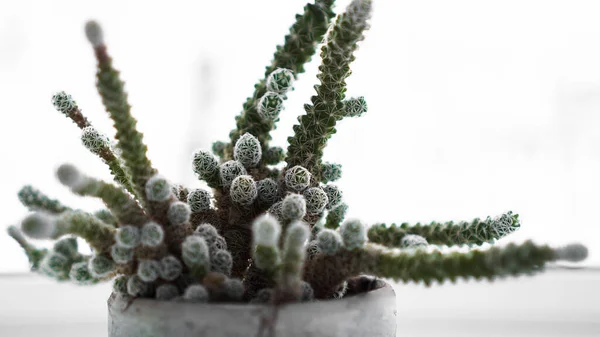 Grön kaktus i kruka på fönsterbrädan, hemväxt. Vintern utanför fönstret — Stockfoto