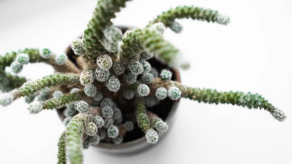 Cactus verde in vaso sul davanzale della finestra, pianta domestica. Inverno fuori dalla finestra — Foto Stock