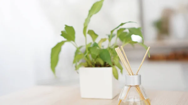 Fragrância varas em garrafa de vidro com flor em um vaso no fundo branco — Fotografia de Stock