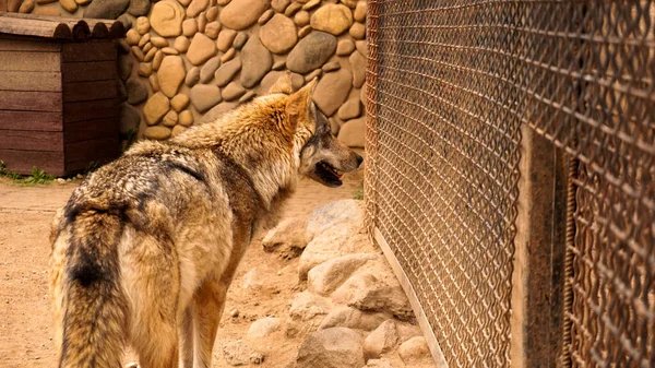 Osamělý vlk v kleci v zoo. Držení volně žijících zvířat v zajetí. — Stock fotografie