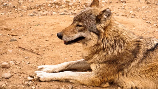 Divoký vlk lže a dívá se do dálky. Koncept Wild animals — Stock fotografie