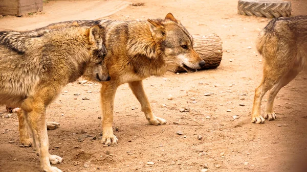 V zoo je smečka vlků. Vlci v kleci v zoo — Stock fotografie
