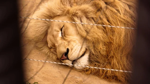 Aslan suratlı. Aslan hayvanat bahçesinde bir kafeste uyur.. — Stok fotoğraf