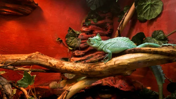 Reptiles at the zoo. A bright turquoise lizard. Cage in a terrarium