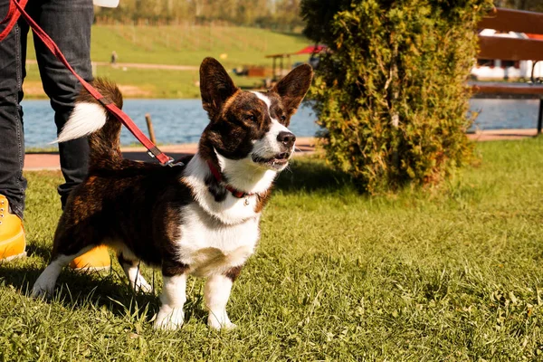 Brauner Corgi an der Leine auf grünem Gras. Wandern Sie an einem sonnigen Tag. Glückliches Haustier — Stockfoto