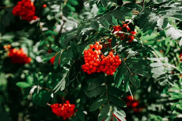 Trossen rode lijsterbessen tussen groene bladeren. Werkelijke natuurlijke achtergrond — Stockfoto