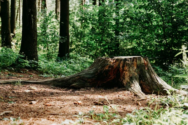 夏天森林里的大树桩。森林里的树桩。公园里被砍倒的大树 — 图库照片