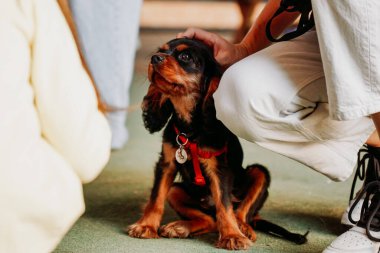 Kahverengi Şövalye Kral Charles Spaniel. Yavru köpek. Küçük bir köpeği elle okşamak. İnsanlar arasında dost canlısı bir hayvan.