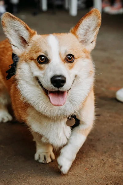 Een Prachtige Corgi Hond Gelukkig Huisdier Portret Van Een Gouden — Stockfoto
