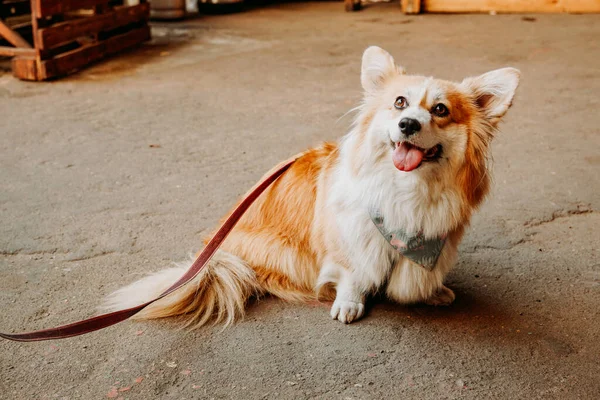 Egy Gyönyörű Corgi Kutya Boldog Kisállat Egy Arany Corgi Portréja — Stock Fotó