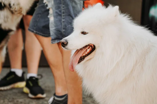 Samoyed Laika Fotografie White Samoyed Tussen Menigte Van Mensen Stedelijke — Stockfoto