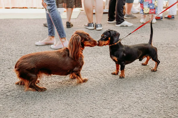 Two dachshund dogs get to know and greet each other with their noses. Walking the dogs. Pet friendly space in the city park on a summer day.