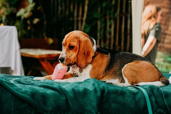 Beagle Adulto Encuentra Una Tumbona Verde Juega Con Juguete Helado — Foto de Stock