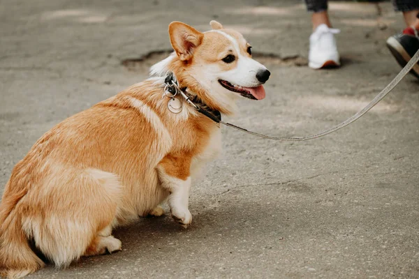 Прекрасний Собака Коргі Щасливий Домашній Улюбленець Портрет Золотого Коргі Тренування — стокове фото