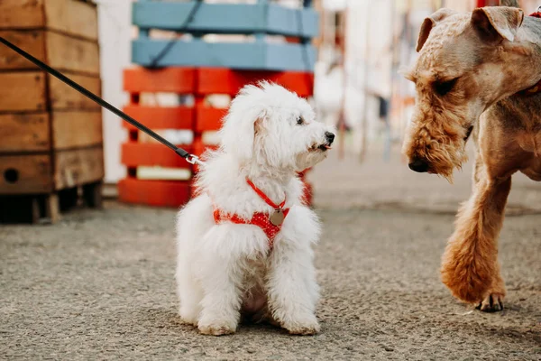 赤い紐のついた小さな白いラップドッグは大人の茶色の犬を迎えます 市内のドッグショーとドッグマーケット — ストック写真