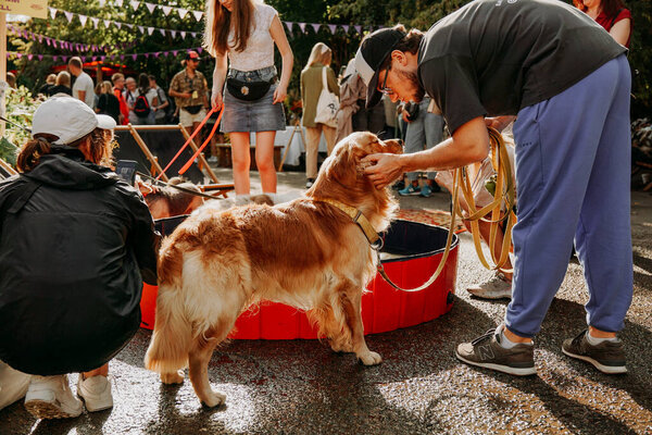 11 сентября 2021 года Минск, Беларусь - Золотистый ретривер. Фестиваль домашних животных в городском парке в яркий солнечный день. Выставка собак. Праздник