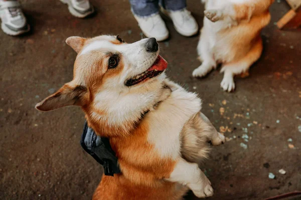 美しいコーギー犬だ 幸せなペット 黄金のコーギーの肖像画 ペットトレーニング 犬のショー 犬のフードコンセプト — ストック写真